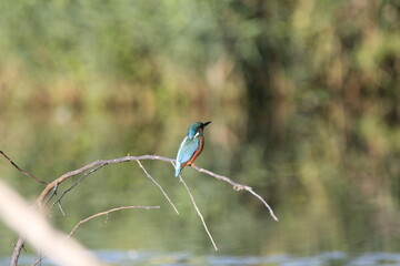 Eisvogel (Alcedo atthis)