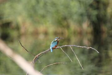 Eisvogel (Alcedo atthis)