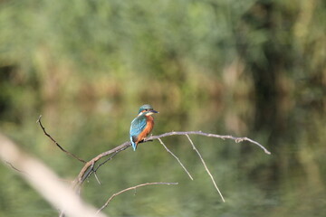 Eisvogel (Alcedo atthis)