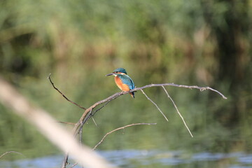 Eisvogel (Alcedo atthis)