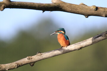 Eisvogel (Alcedo atthis)