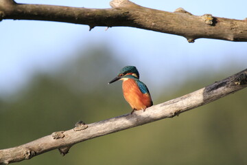 Eisvogel (Alcedo atthis)