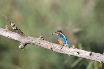 Eisvogel (Alcedo atthis)