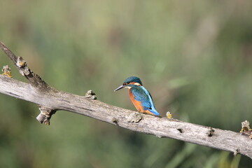 Eisvogel (Alcedo atthis)