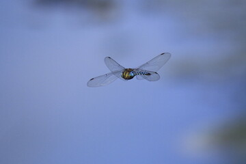Libelle im Flug