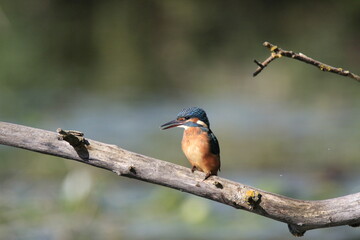Fototapeta premium Eisvogel (Alcedo atthis)