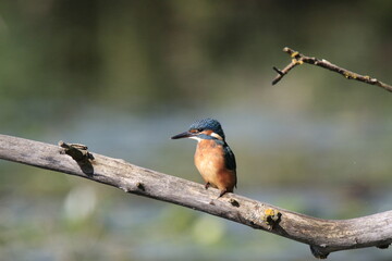 Eisvogel (Alcedo atthis)