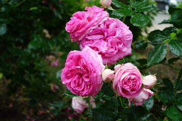 Blume