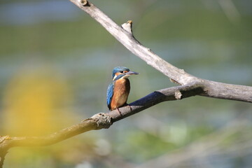 Eisvogel (Alcedo atthis)