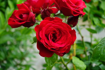 Blume