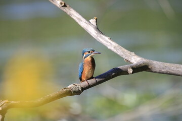 Eisvogel (Alcedo atthis)