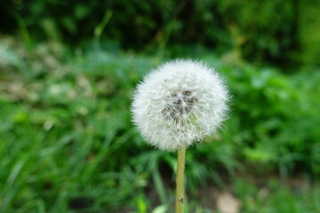 Pusteblume