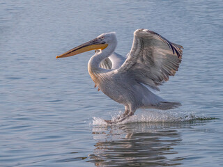 Dalmatian Pelican Landing