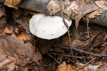 White Cheese Polypore mushroom