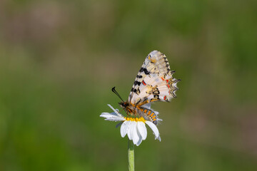 scalloped butterfly on flower, Eastern Steppe Festoon, Zerynthia deyrollei