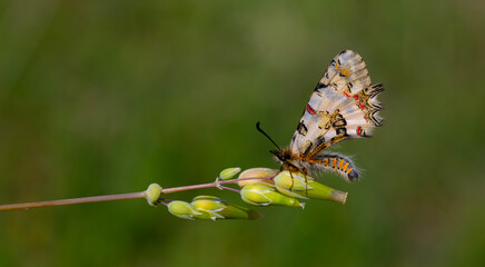scalloped butterfly on plant, Eastern Steppe Festoon, Zerynthia deyrollei