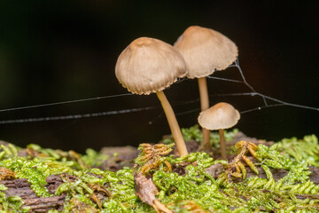 Mycena mushrooms