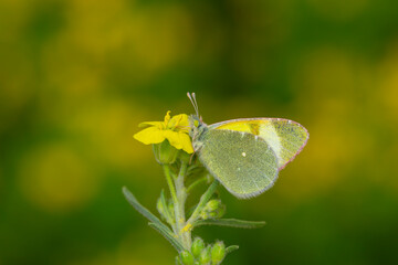 yellow butterfly on yellow flower, Euchloe penia	