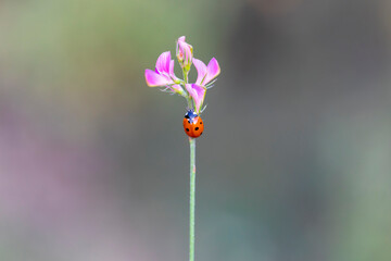 ladybug on pink flower, turkey