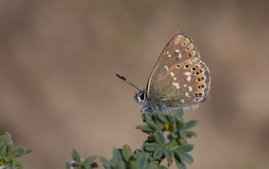 tiny butterfly on green plant, Neolycaena soezen, Soezen`s Pseudocopper
