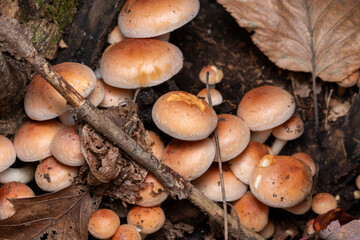Hypholoma mushrooms