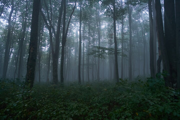 Fototapeta na wymiar Dark, foggy autumn forest. Dark silhouettes of trees. Gloomy mood, mysterious forest