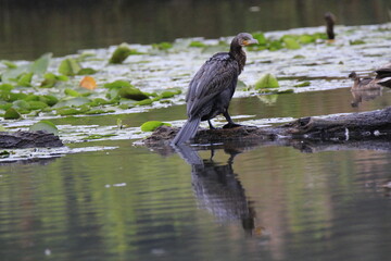 Kormoran im Flug  (Phalacrocorax carbo)