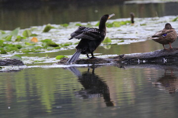 Kormoran im Flug  (Phalacrocorax carbo)