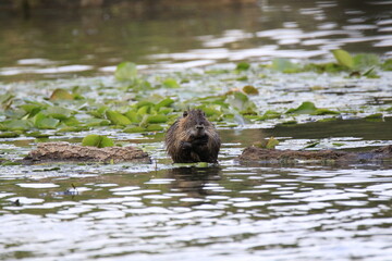 Nutria (Myocastor coypus)