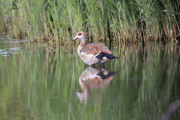 Nilgans (Alopochen aegyptiaca)