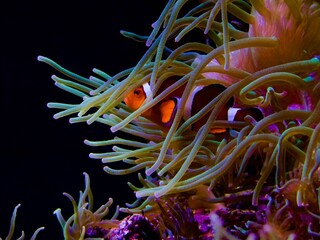 Fototapeta na wymiar fish on coral
