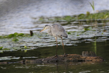 Graureiher (Ardea cinerea)