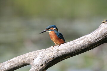 Eisvogel (Alcedo atthis)