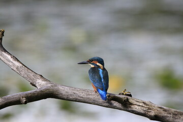 Eisvogel (Alcedo atthis)