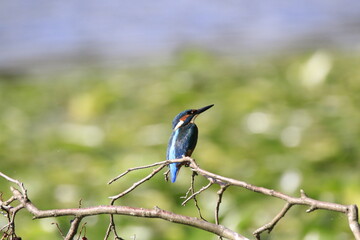 Eisvogel (Alcedo atthis)