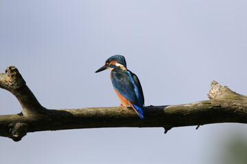 Eisvogel (Alcedo atthis)