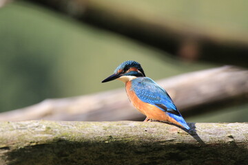 Eisvogel (Alcedo atthis)