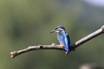 Eisvogel (Alcedo atthis)