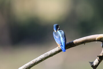 Eisvogel (Alcedo atthis)