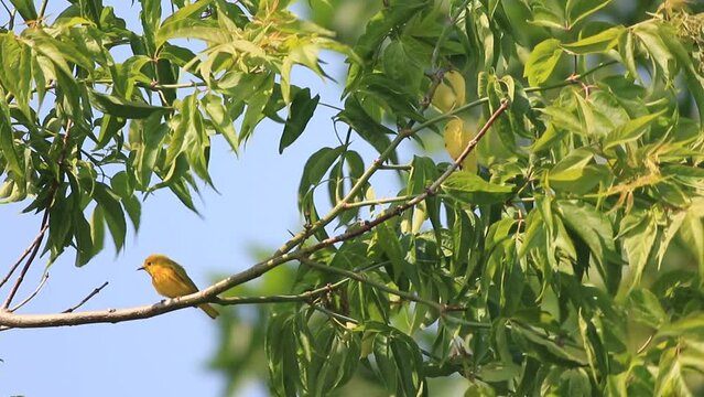 paruline jaune sur la branche d'un arbre