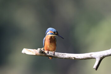Eisvogel (Alcedo atthis)