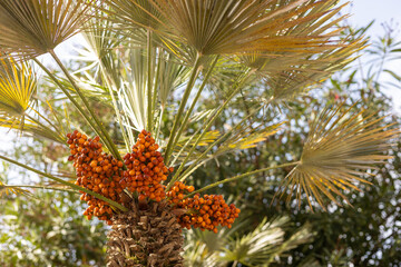 Yellow dates fruits on the tree, Phoenix Dactylifera. Nature banner