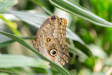 large butterfly with eyes on leaf