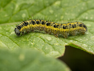 yellow caterpillar on a leaf