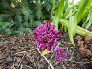 Pink lily leek or mountain lover (Allium oreophilum) 'Kuramin Dwarf' flowering with head of up to ten pink-purple flowers in garden