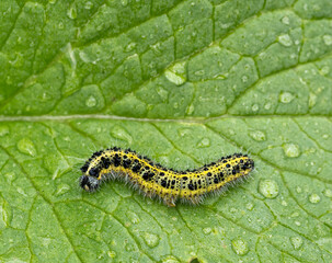 caterpillar on leaf