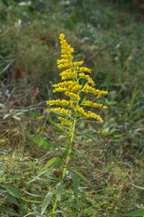 goldenrod