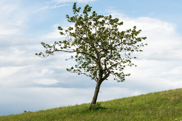 Fototapeta na wymiar tree on a meadow