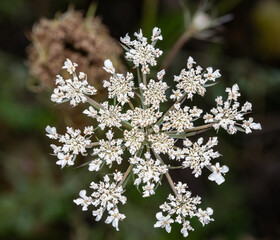 Queen Anne's lace