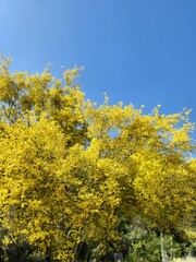 Fototapeta premium yellow tree in bloom